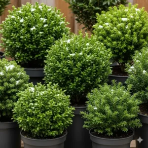 Nahaufnahme von immergrünen sträuchern wie buchsbaum oder eibe, die man als beste winterharte gartenpflanzen kaufen kann.
