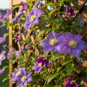Nahaufnahme einer blühenden Clematis, die als schnell wachsende Gartenpflanzen für Sichtschutz an einem Spalier wächst.
