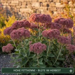 Hohe Fetthenne in voller Blüte, eine pflegeleichte und robuste Sorte der winterharte blühende gartenpflanzen.