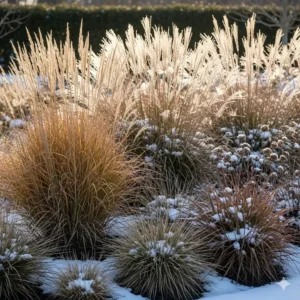 Ein gartenbeet mit schönen ziergräsern, die als beste winterharte gartenpflanzen kaufen dem garten struktur verleihen.
