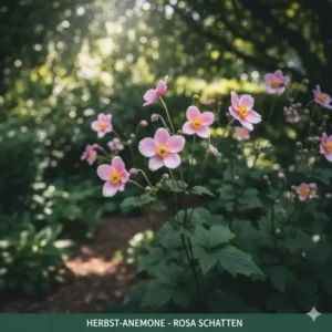 Zarte Herbst-Anemone in Rosa, eine der schönsten winterharte blühende gartenpflanzen für den Herbst.