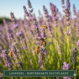 Blühender Lavendel, eine duftende Ergänzung zu den winterharte blühende gartenpflanzen.