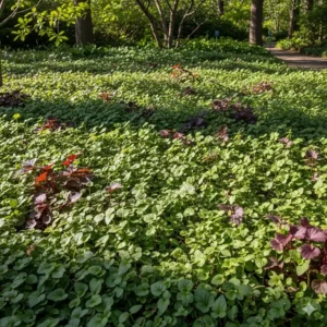 Eine dichte schicht von bodendeckern, die den boden schützen, wenn man beste winterharte gartenpflanzen kaufen für den garten wählt.