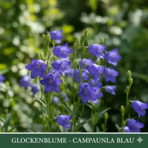 Blaue Glockenblume im Beet, eine klassische Art der winterharte blühende gartenpflanzen.