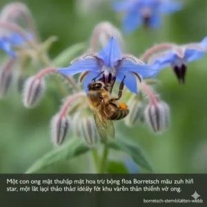 Borretsch mit seinen sternförmigen Blüten zieht Bienen an – die perfekten kräuter für bienenfreundlichen garten.