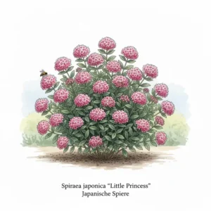 Japanische Spiere als bunter Ziersträucher für kleinen Garten.