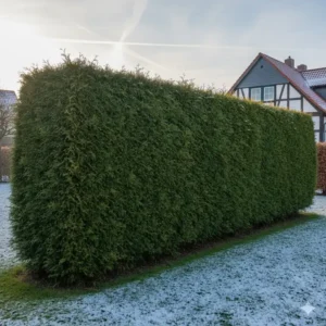 Frisch geschnittene und dichte Thuja-Hecke, eine pflegeleichte winterharte heckenpflanzen für deutschland.