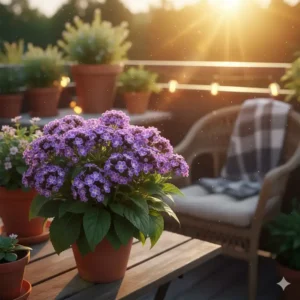 Violett blühender Heliotrop (Vanilleblume), eine pflegeleichte und intensiv duftende balkonpflanze.