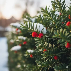 Nahaufnahme der dunkelgrünen Nadeln der Eibe (Taxus), die robusteste winterharte heckenpflanzen für deutschland.