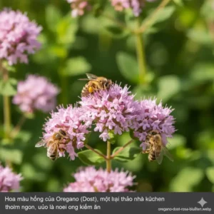 Früh blühender Rosmarin mit blauen Blüten, essenzielle kräuter für bienenfreundlichen garten.