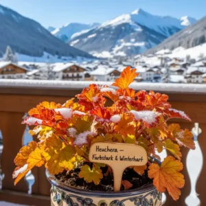 Eine Heuchera mit farbintensivem Laub, eine dekorative der winterharte balkonpflanzen für ganzes jahr.