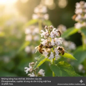 Die unscheinbaren Blüten der Zitronenmelisse sind beliebte kräuter für bienenfreundlichen garten und Insekten.