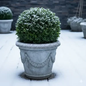 winterharte kübelpflanzen amazon Tipp: Immergrüner Buchsbaum (Buchs) im Kübel als robuster Sichtschutz und Formschnitt-Pflanze.