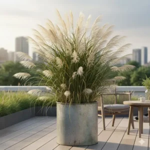 Hohes Chinaschilf (Miscanthus) als Sichtschutz: Ziergräser für Balkon und Terrassenbereich.