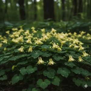 Detailaufnahme der Elfenblume (Epimedium) als hervorragender Vertreter der blühende bodendecker für schatten.