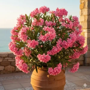 Blühender rosa Oleander im Kübel: eine der beste kübelpflanzen für terrasse an einem sonnigen Standort.