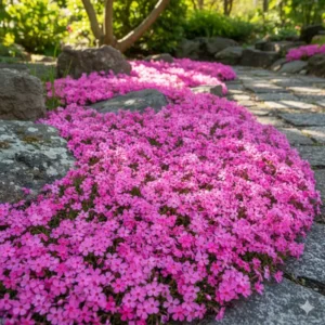 Close-up of low-growing Polster-Phlox, an excellent example of winterharte stauden für kleinen garten in a rockery.