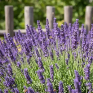 Nahaufnahme von winterhartem Lavendel, eine beliebte pflegeleichte winterharte gartenpflanzen.