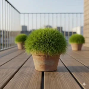 Kompakter Bärenfellschwingel (Festuca), kleines Ziergräser für Balkon und Terrasse.
