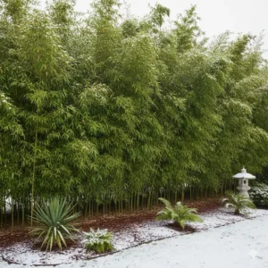 Exotische winterharte gartenpflanzen wie Bambus (Fargesia) bieten ganzjährigen Sichtschutz.