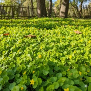Grün blühender Teppich aus Bodendecker, ein Beispiel für pflegeleichte winterharte gartenpflanzen.