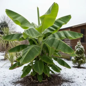 Die Japanische Faserbanane (Musa basjoo) gehört zu den beeindruckendsten exotische winterharte gartenpflanzen.