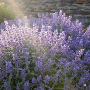 Silberblättrige Katzenminze (Nepeta), eine sonnenliebende Auswahl an pflegeleichte stauden für garten kaufen.