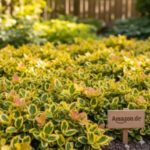 Immergrüne Bodendecker Pflanzen Amazon: Buntlaubige Kriechspindel (Euonymus fortunei) für farbige Akzente im Garten.