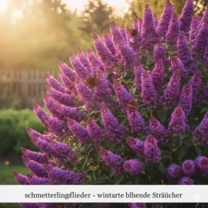 Schmetterlingsflieder lockt Insekten an; lila Blüten, gut winterhart; jetzt winterharte blühende Sträucher kaufen
