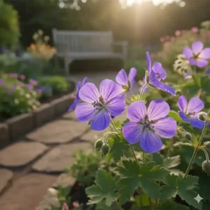 Blooming Geranium (Storchschnabel), a reliable, long-flowering type of winterharte stauden für kleinen garten.