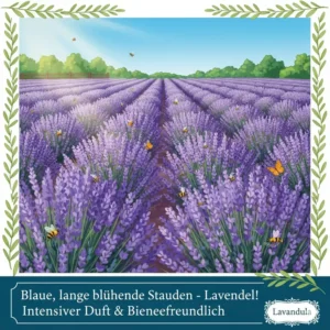 Ein Feld mit blauen Stauden die lange blühen, primär Lavendel (Lavandula), der intensiv duftet und Bienen anzieht.