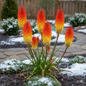 Leuchtend rote Blüten der Fackellilie (Kniphofia): eine farbenprächtige exotische winterharte gartenpflanzen.