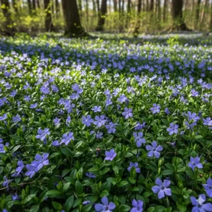 Das Kleine Immergrün (Vinca minor) mit blauen Blüten, ein pflegeleichter der blühende bodendecker für schatten.