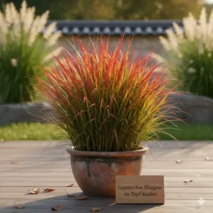 Das dekorative Japanische Blutgras ('Red Baron') als winterharte ziergräser im topf kaufen.