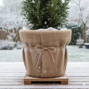 So schützen Sie winterharte kübelpflanzen amazon Käufe: Wurzelballen mit Jute, Vlies oder Noppenfolie gegen Frost schützen.