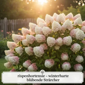 Robuste Rispenhortensie mit großen Blütenrispen, einer der pflegeleichten winterharte blühende Sträucher kaufen