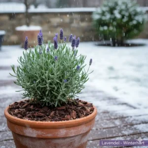 Echter Lavendel als duftende, winterharte kübelpflanzen amazon – minimaler Winterschutz für den Topf empfohlen.