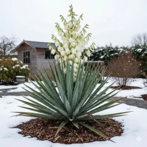 Die robuste Palmlilie (Yucca filamentosa) ist eine pflegeleichte exotische winterharte gartenpflanzen.