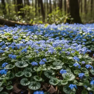 Blauer Blütenflor des Kaukasus-Vergissmeinnichts (Brunnera) als dekorativer der blühende bodendecker für schatten.