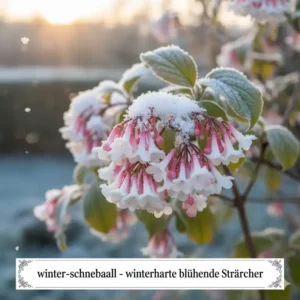 Der Winter-Schneeball blüht sogar im Winter; ein Highlight unter den winterharte blühende Sträucher kaufen