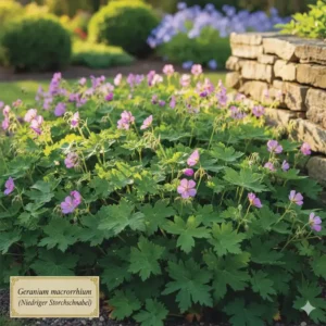 pflegeleichte bodendecker für sonnige lage: Niedriger Storchschnabel (Geranium), wüchsig und deckend.