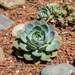 Eine Sukkulente im Garten, die zeigt, wie wenig Wasser diese pflegeleichte winterharte gartenpflanzen benötigen.