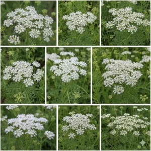 Nahaufnahme einer winterharten Stauden die lange blühen, z.B. Schafgarbe (Achillea), die robust ist und besonders lange blüht.