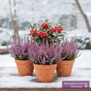 Farbenfrohe Winterheide und Skimmie im Topf, ideal für die winterharte kübelpflanzen amazon Deko im Winter.