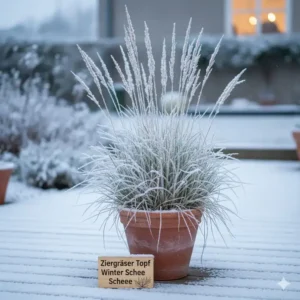 Winterharte ziergräser im topf kaufen, bedeckt mit einer leichten Schneeschicht, zur Demonstration der Robustheit.