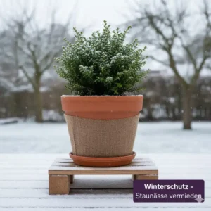 Winterschutz-Tipp für winterharte kübelpflanzen amazon: Kübel auf Holz oder Füße stellen, um Staunässe zu vermeiden.