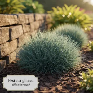 pflegeleichte bodendecker für sonnige lage: Blauschwingel (Festuca glauca), attraktives Ziergras für Akzente.