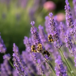Nahaufnahme von Lavendel, einer beliebten Staude mit duftenden, violetten Blüten und einer Biene.