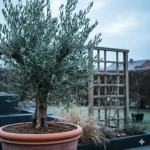 Robuster Olivenbaum in Kübelhaltung als eine der besten mediterrane gartenpflanzen für deutschland zur Kalthaltung im Winter.