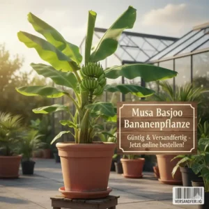 Exotische Gartenpflanzen günstig online: Musa Basjoo Bananenpflanze, versandfertig und robust.